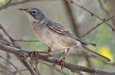 White Throat