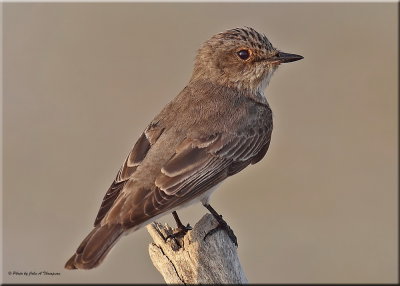 Spotted Flycatcher web.jpg