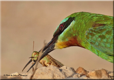 Blue-cheeked Bee-eater