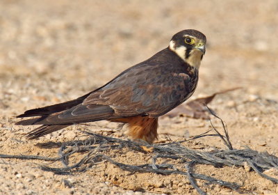 Falcon