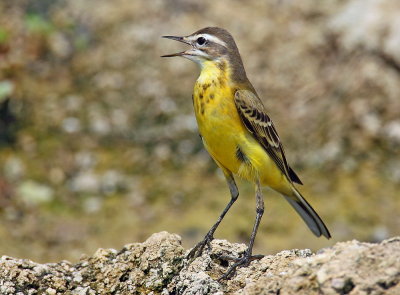 Yellow Wagtail