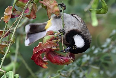 White-eared Bulbul