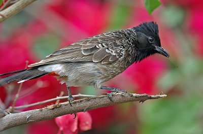 Red-vented Bulbul