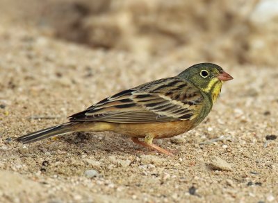 Ortolan Bunting