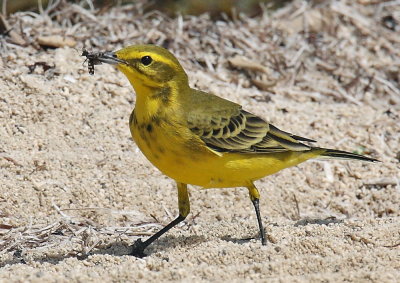 Yellow Wagtail