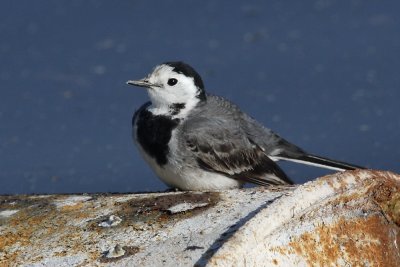 Wagtail White