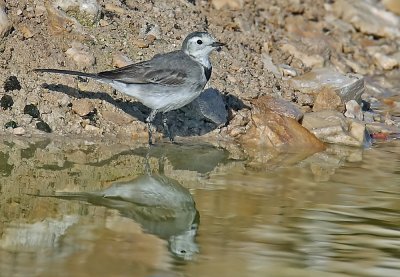 Wagtail White