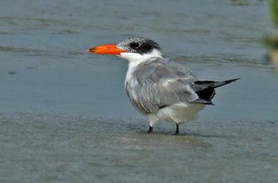 AS0F7113e_resize.jpg