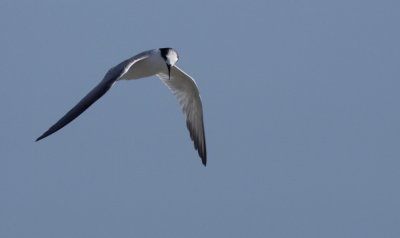 Tern 2_resize.jpg