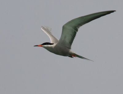 Tern Caspian 3_resize.jpg