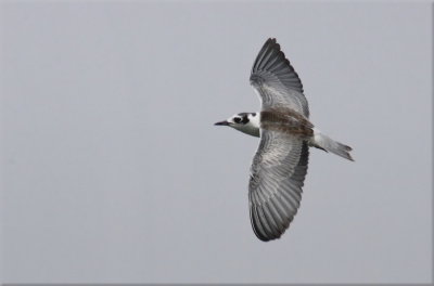 Tern Whiskered 4_resize.jpg