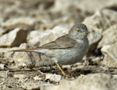 Warbler Desert 1c.jpg