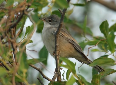 Whitethroat 6.jpg