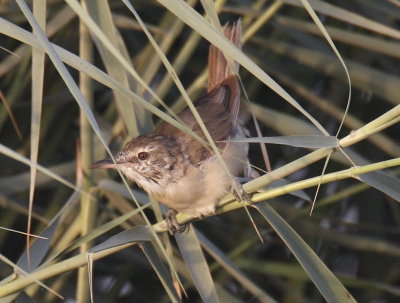Warbler Graceful Prinia