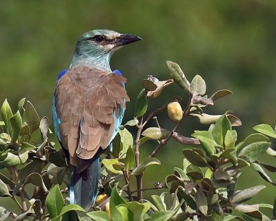 European Roller