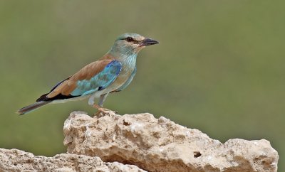 European Roller