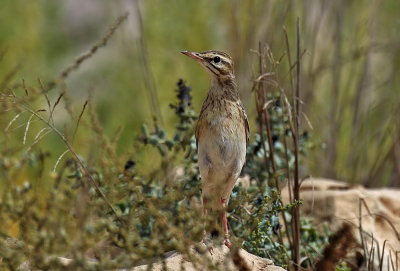 Tawny Pipit