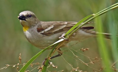 Yellow Throated Sparrow