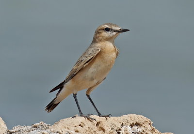 Iabelline Wheatear