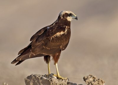 Marsh Harrier