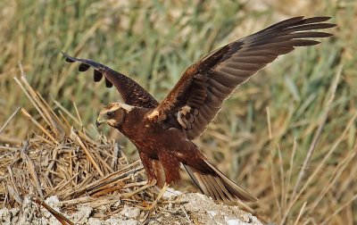 Marsh Harrier