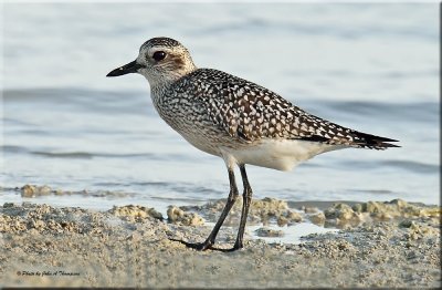 Grey Plover