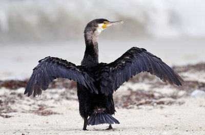Cormorant