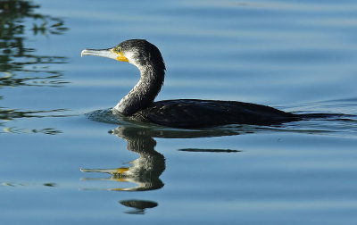 Cormorant