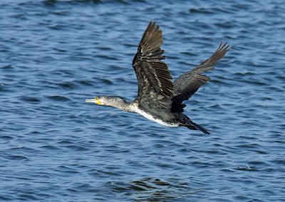 Cormorant