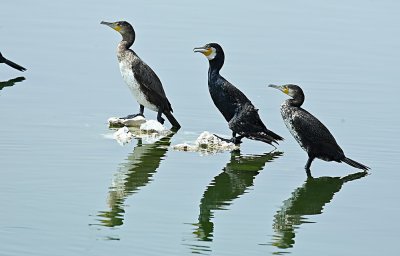 Cormorant