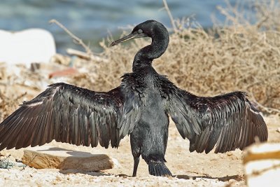 Cormorant