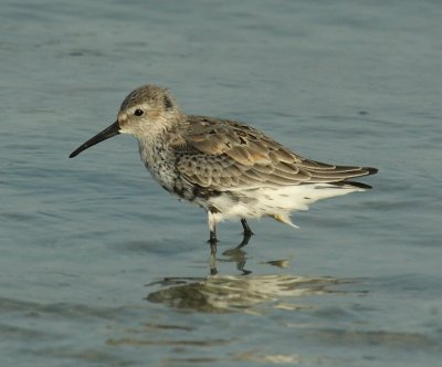 Dunlin