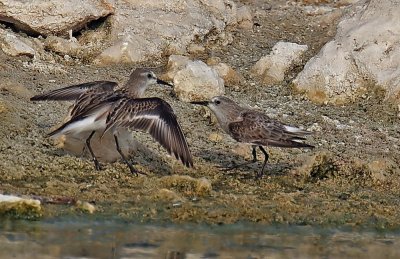Dunlin