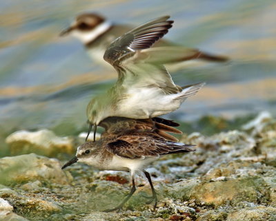 Dunlin
