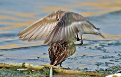 Dunlin