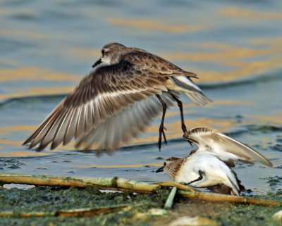 Dunlin
