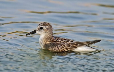 Dunlin