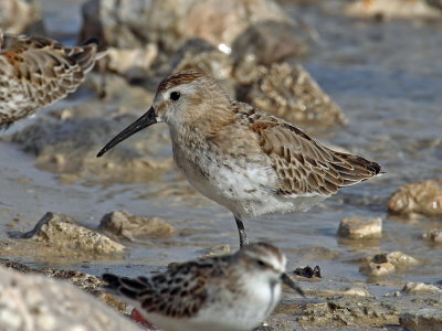 Dunlin