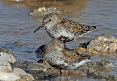 Dunlin