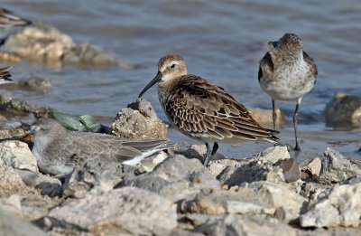 Dunlin