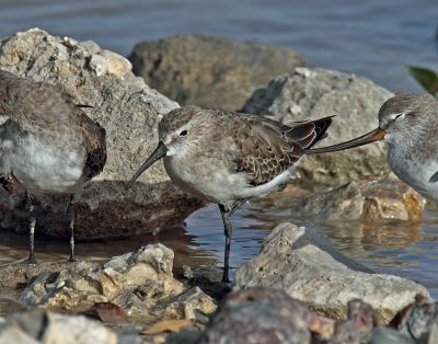Dunlin