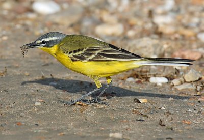 Yellow Wagtail