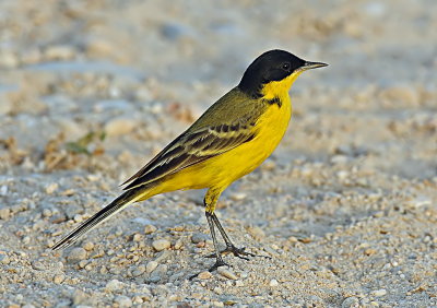 Yellow Wagtail