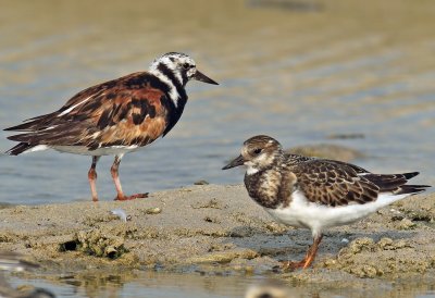 Turnstone