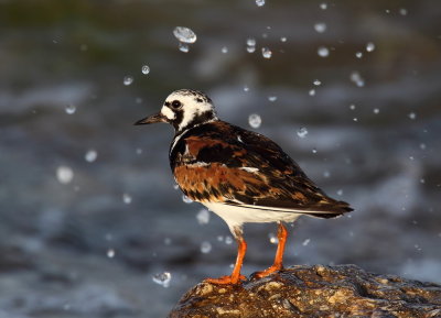 Turnstone