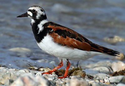 Turnstone