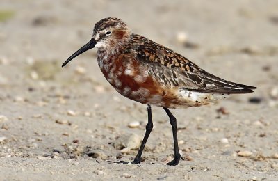 Curlew Sandpiper