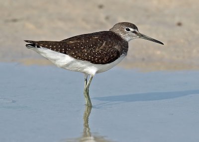 Green Sandpiper