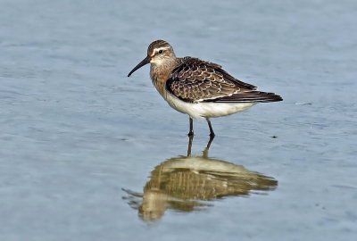 Curlew Sandpiper