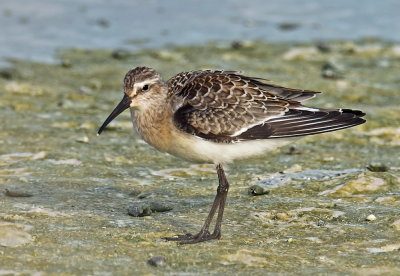 Curlew Sandpiper